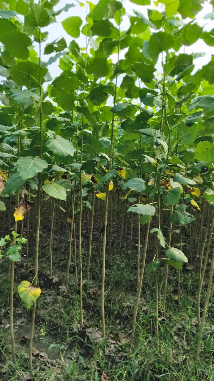 Bundle of W110 poplar nursery saplings with visible roots