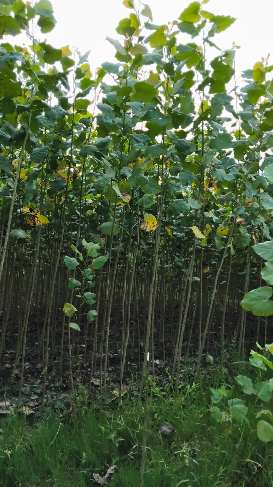Bundle of W111 poplar nursery saplings with visible roots
