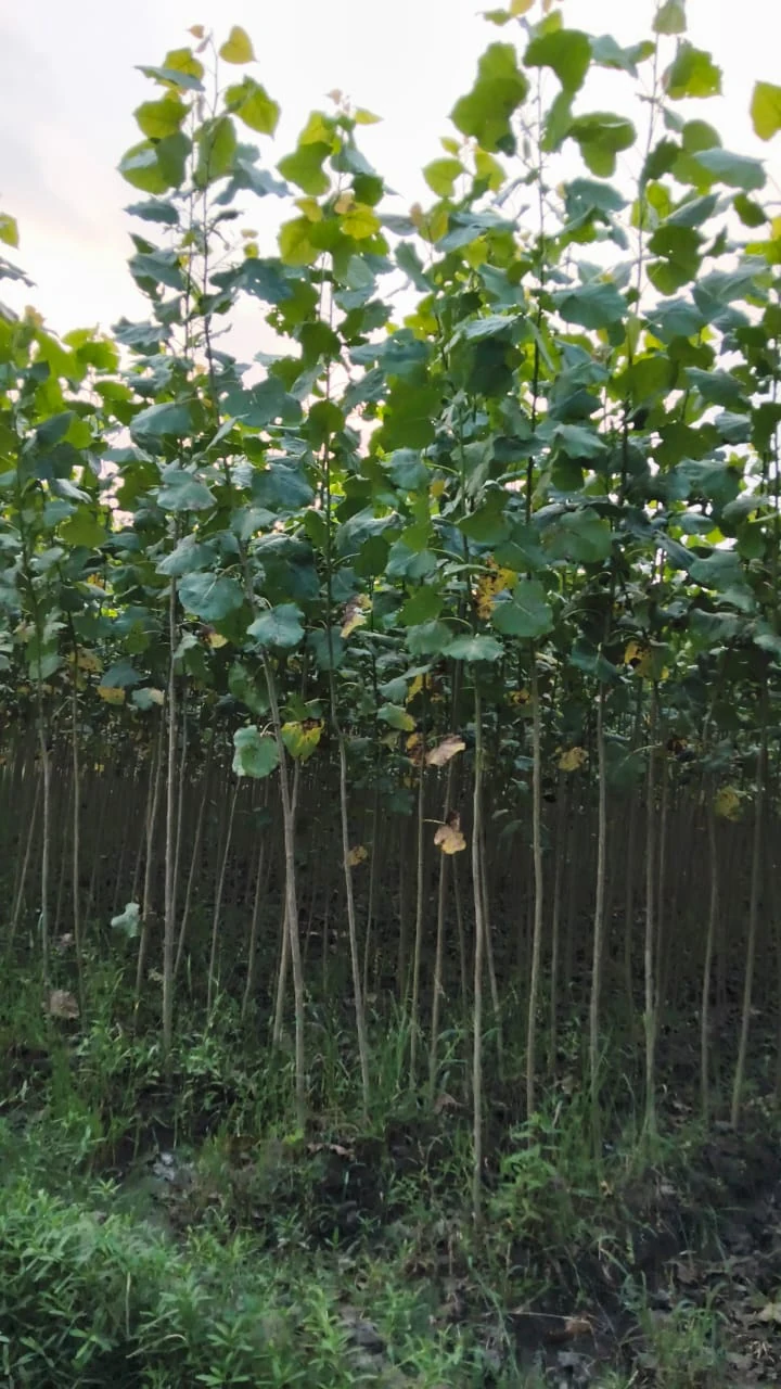 Bundle of W112 poplar nursery saplings with visible roots